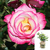 Gift Wrapped Climbing Rose Handel