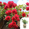 Gift Wrapped Climbing Rose Pauls Scarlet