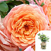 Gift Wrapped Rose of the Year 2023 Peach Melba