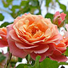 Gift Wrapped Rose of the Year 2023 Peach Melba