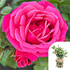 Gift Wrapped Rose Pink Perpetue Gift Wrapped Rose Pink Perpetue