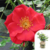 Gift Wrapped Harkness Climbing Rose Summer Sweetheart �