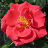 Gift Wrapped Harkness Climbing Rose Summer Sweetheart �