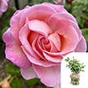 Gift Wrapped Harkness Rose Sweet Syrie �