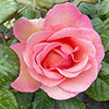 Gift Wrapped Harkness Rose Sweet Syrie �