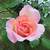 Gift Wrapped Harkness Rose Sweet Syrie �