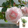 Gift Wrapped Harkness Climbing Rose New Dawn �