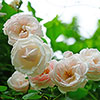 Gift Wrapped Harkness Climbing Rose New Dawn �
