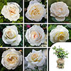 Gift Wrapped Personalise Your Own Cream Rose Gift Wrapped Personalise Your Own Cream Rose