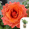 Gift Wrapped Harkness Rose Happy Birthday Orange �