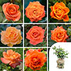 Gift Wrapped Personalise Your Own Orange Rose Gift Wrapped Personalise Your Own Orange Rose