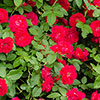 Gift Wrapped Rose Flower Carpet Scarlet