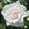 Gift Wrapped Harkness Rose Dame Deborah James Gift Wrapped Harkness Rose Dame Deborah James