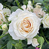 Gift Wrapped Harkness Rose Lady Carnarvon