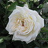 Gift Wrapped Harkness Rose Lady Carnarvon