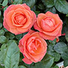 Gift Wrapped Harkness Rose Lady Marmalade �
