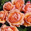 Gift Wrapped Harkness Rose Lady Marmalade �