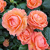 Gift Wrapped Harkness Rose Lady Marmalade �