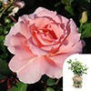 Gift Wrapped Harkness Rose LAimant Rose �
