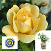 Gift Wrapped Harkness Rose Margarette Golding Gift Wrapped Harkness Rose Margarette Golding