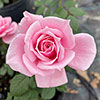 Gift Wrapped Harkness Rose Jennifer Rose Sell