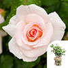 Gift Wrapped Harkness Rose Congratulations �