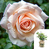 Gift Wrapped Harkness Rose Pearl Abundance