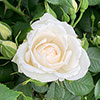 Gift Wrapped Harkness Rose With Love ™ Gift Wrapped Harkness Rose With Love ™