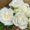 Gift Wrapped Harkness Rose With Love ™ Gift Wrapped Harkness Rose With Love ™