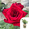 Gift Wrapped Harkness Rose Pride of England