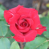 Gift Wrapped Harkness Rose Pride of England