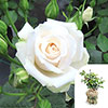 Gift Wrapped Harkness Rose Happy Birthday White ™ Gift Wrapped Harkness Rose Happy Birthday White ™