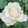 Gift Wrapped Harkness Rose Diana, Princess of Wales