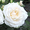 Gift Wrapped Harkness Rose Your Wedding Day �