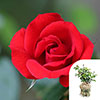 Gift Wrapped Harkness Rose Red Romance