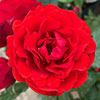 Gift Wrapped Harkness Rose Remembrance �