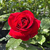 Gift Wrapped Rose Royal William Gift Wrapped Rose Royal William