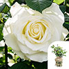 Gift Wrapped Harkness Rose White Patio