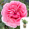 Gift Wrapped Harkness Rose Special Grandma ™ Gift Wrapped Harkness Rose Special Grandma ™