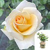 Gift Wrapped Harkness Rose John Ystumllyn �