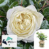 Gift Wrapped Harkness Rose The Royal Philharmonic Orchestra Gift Wrapped Harkness Rose The Royal Philharmonic Orchestra