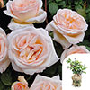 Gift Wrapped Harkness Rose Many Happy Returns �