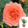 Gift Wrapped Harkness Fab at 80 � Birthday Rose