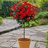 Gift Wrapped Patio Standard Red Rose