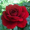 Gift Wrapped Patio Standard Red Rose