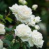 Gift Wrapped Patio Standard White Rose