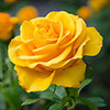 Gift Wrapped Patio Standard Yellow Rose