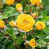 Gift Wrapped Patio Standard Yellow Rose