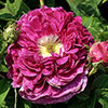 Gift Wrapped Rose Charles de Mills