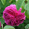Gift Wrapped Rose Charles de Mills